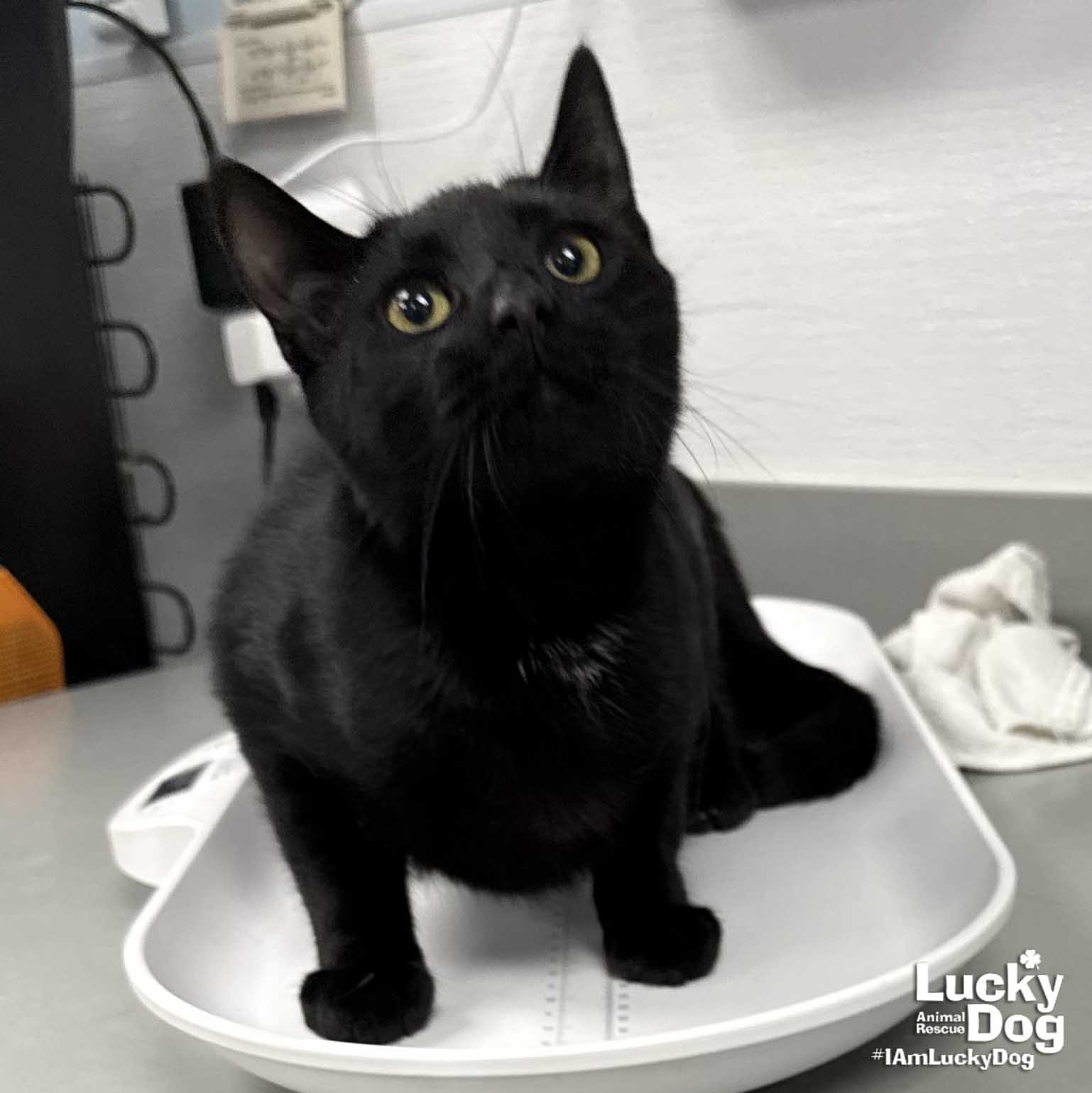 ROY - Domestic Short Hair available for adoption