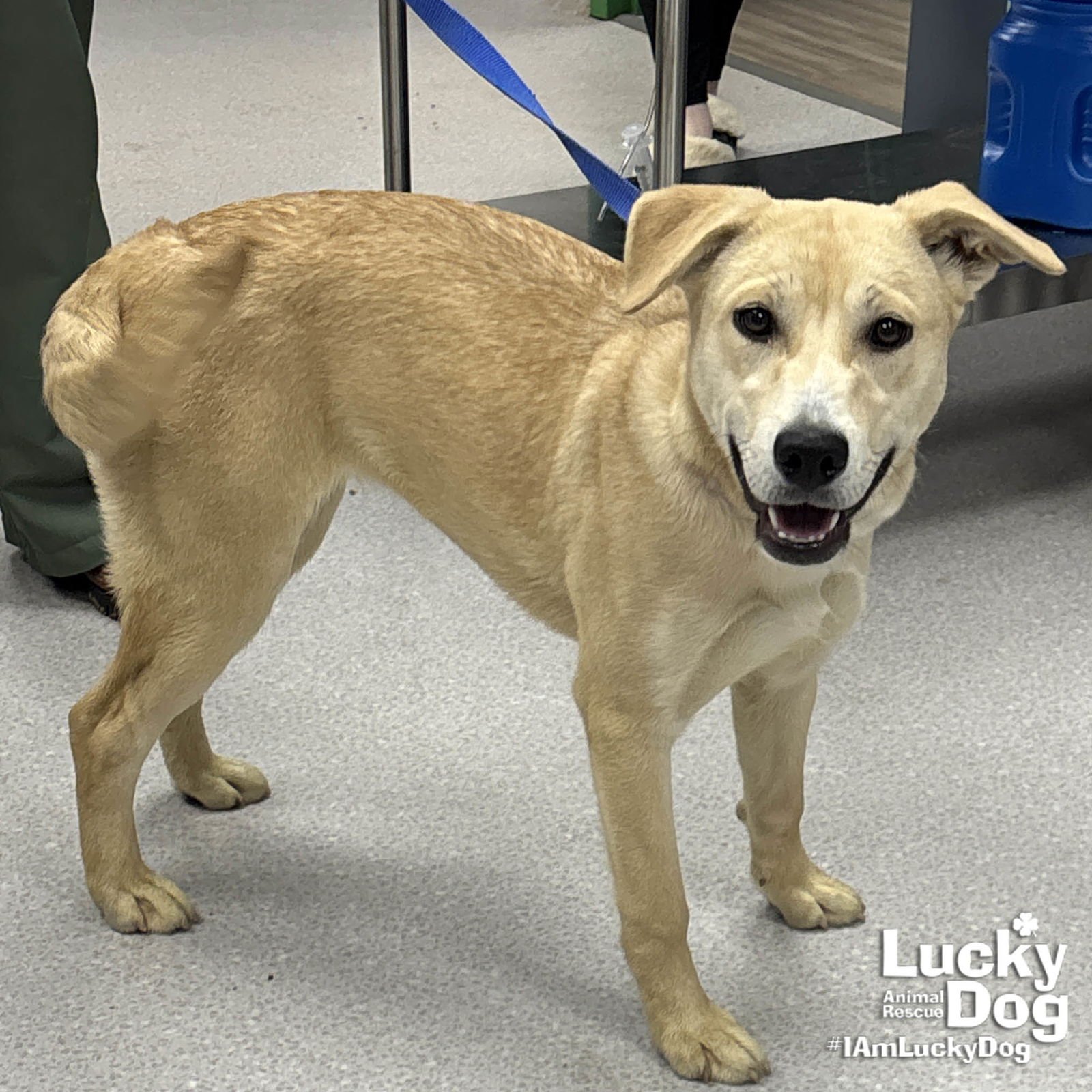 BUTTERY - Labrador Retriever available for adoption