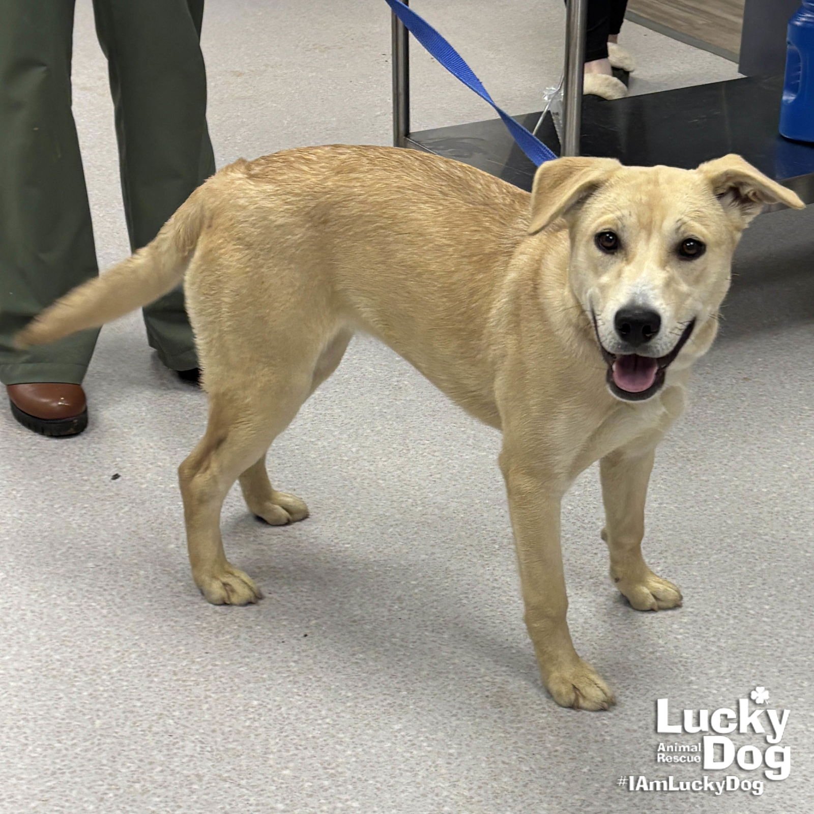 BUTTERY - Labrador Retriever available for adoption