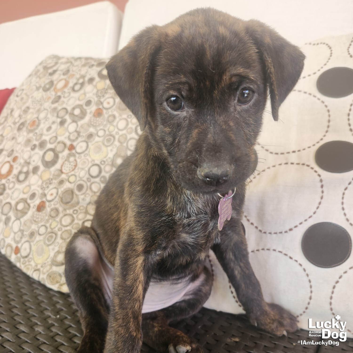 TALIA - Labrador Retriever available for adoption