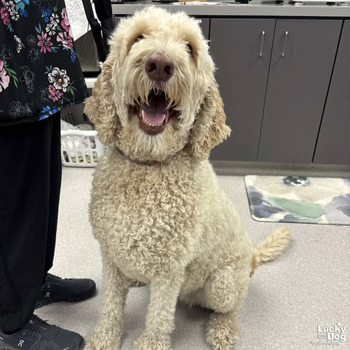 ROSIE - Golden Retriever / Poodle (unknown type) available for adoption