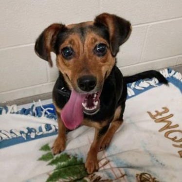 SONJA - Jack Russell Terrier / Beagle available for adoption