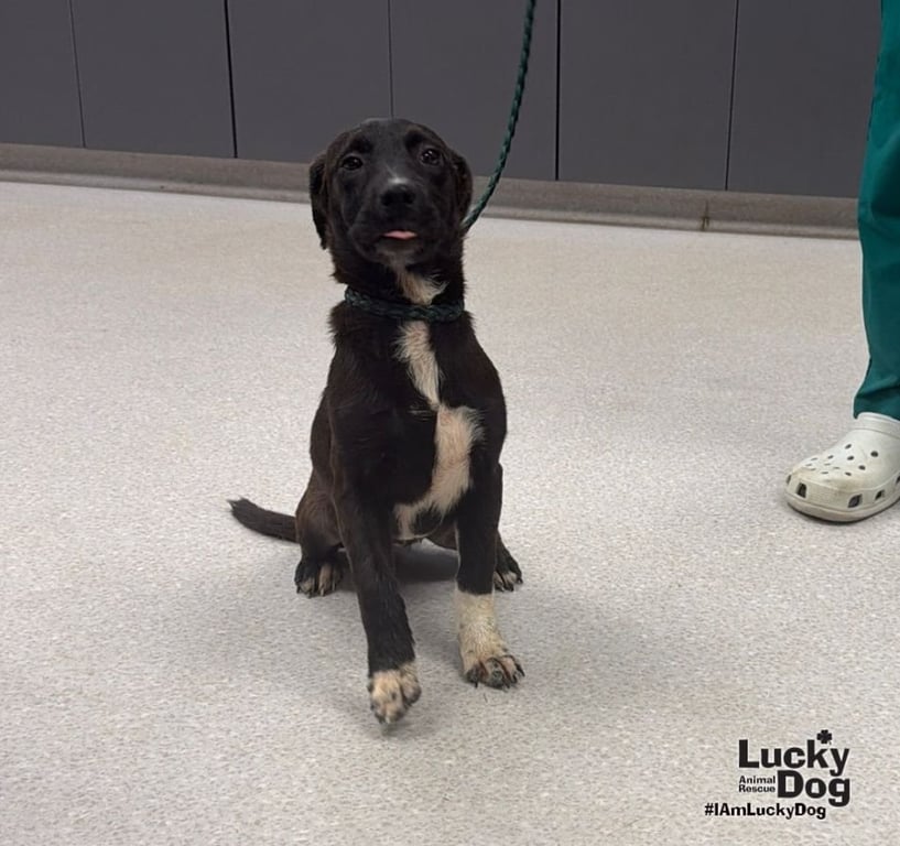 Delilah Image