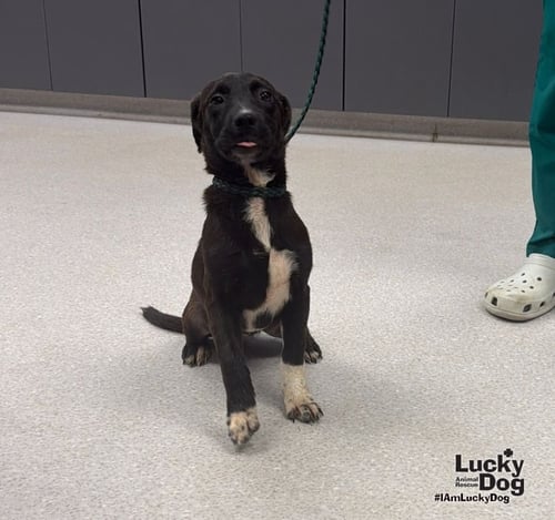 DELILAH - Labrador Retriever / Dachshund available for adoption