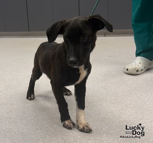 DELILAH - Labrador Retriever / Dachshund available for adoption