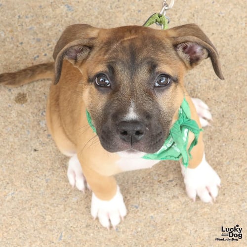 PETUNIA - Shepherd available for adoption