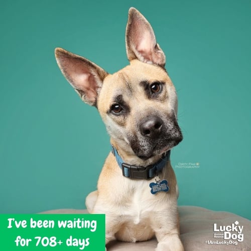 COLTON - Shepherd / Belgian Shepherd Malinois available for adoption