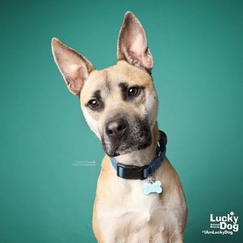 COLTON - Shepherd / Belgian Shepherd Malinois available for adoption