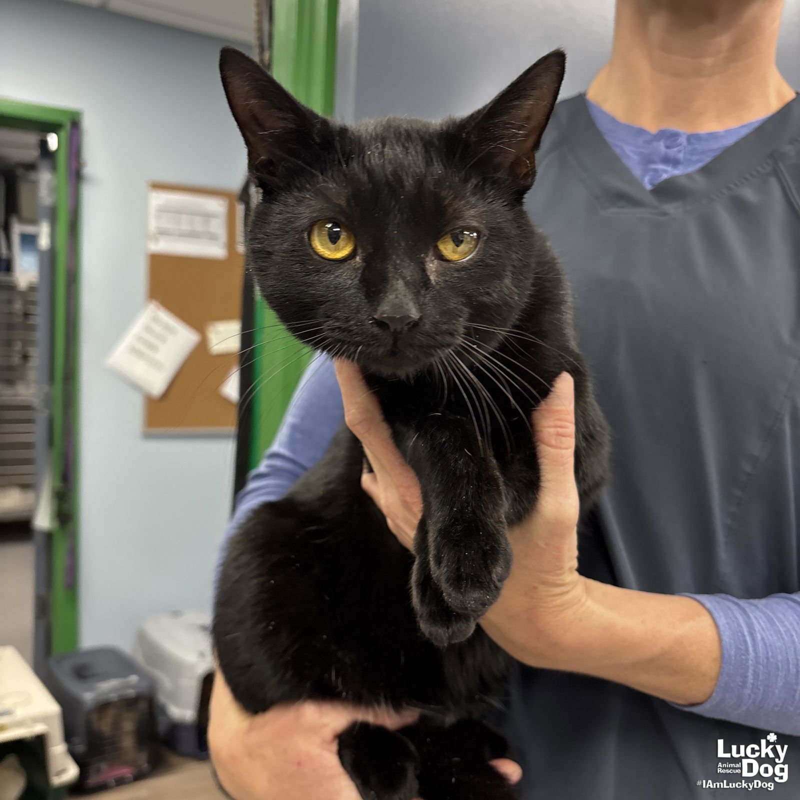 MAMMOTH - Domestic Short Hair available for adoption