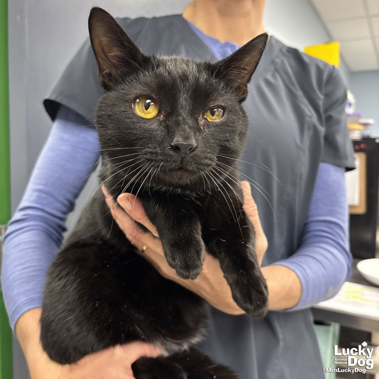 MAMMOTH - Domestic Short Hair available for adoption