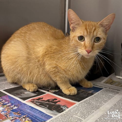 BAMBI - Domestic Short Hair available for adoption