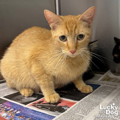 BAMBI - Domestic Short Hair available for adoption