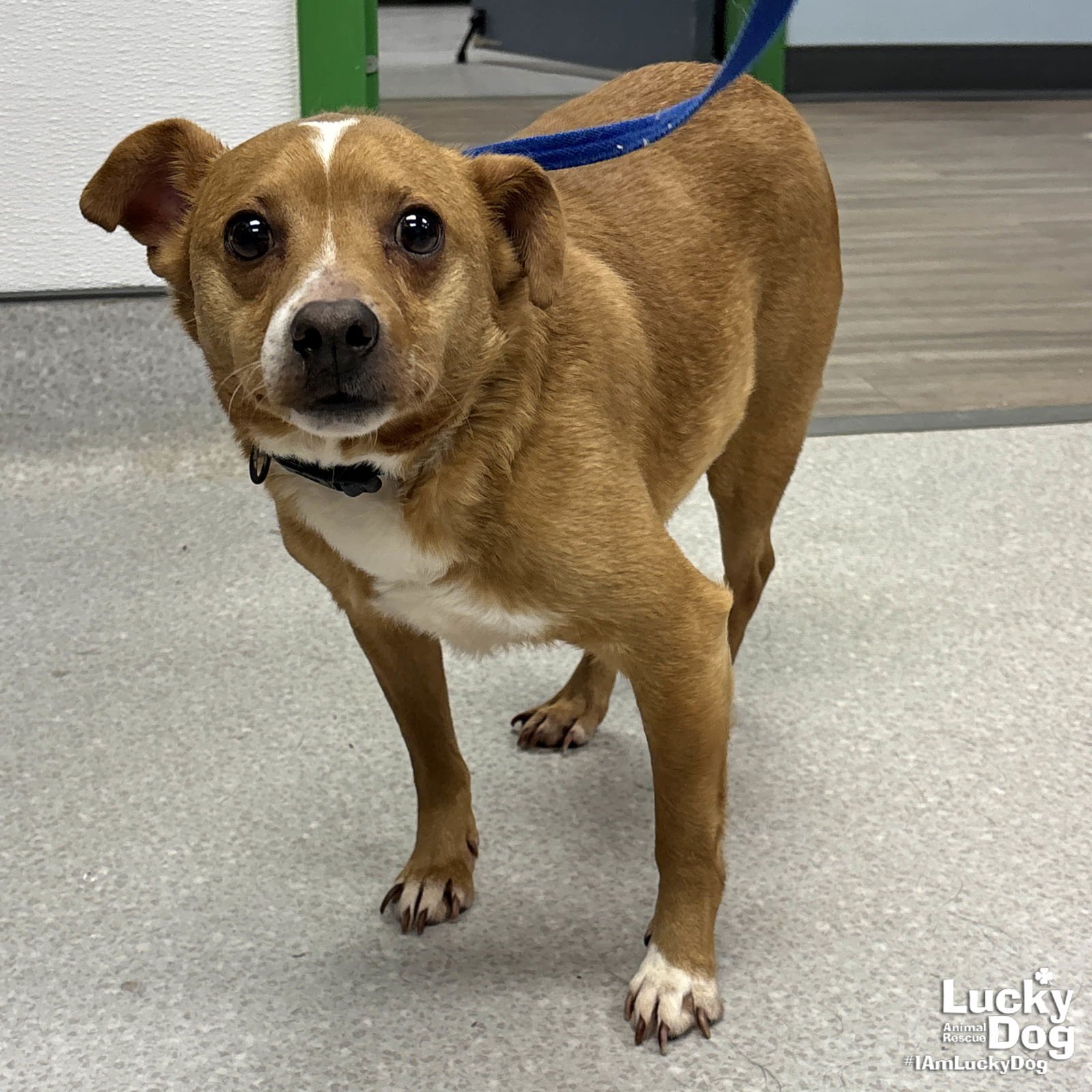 MARVIN - Chihuahua available for adoption