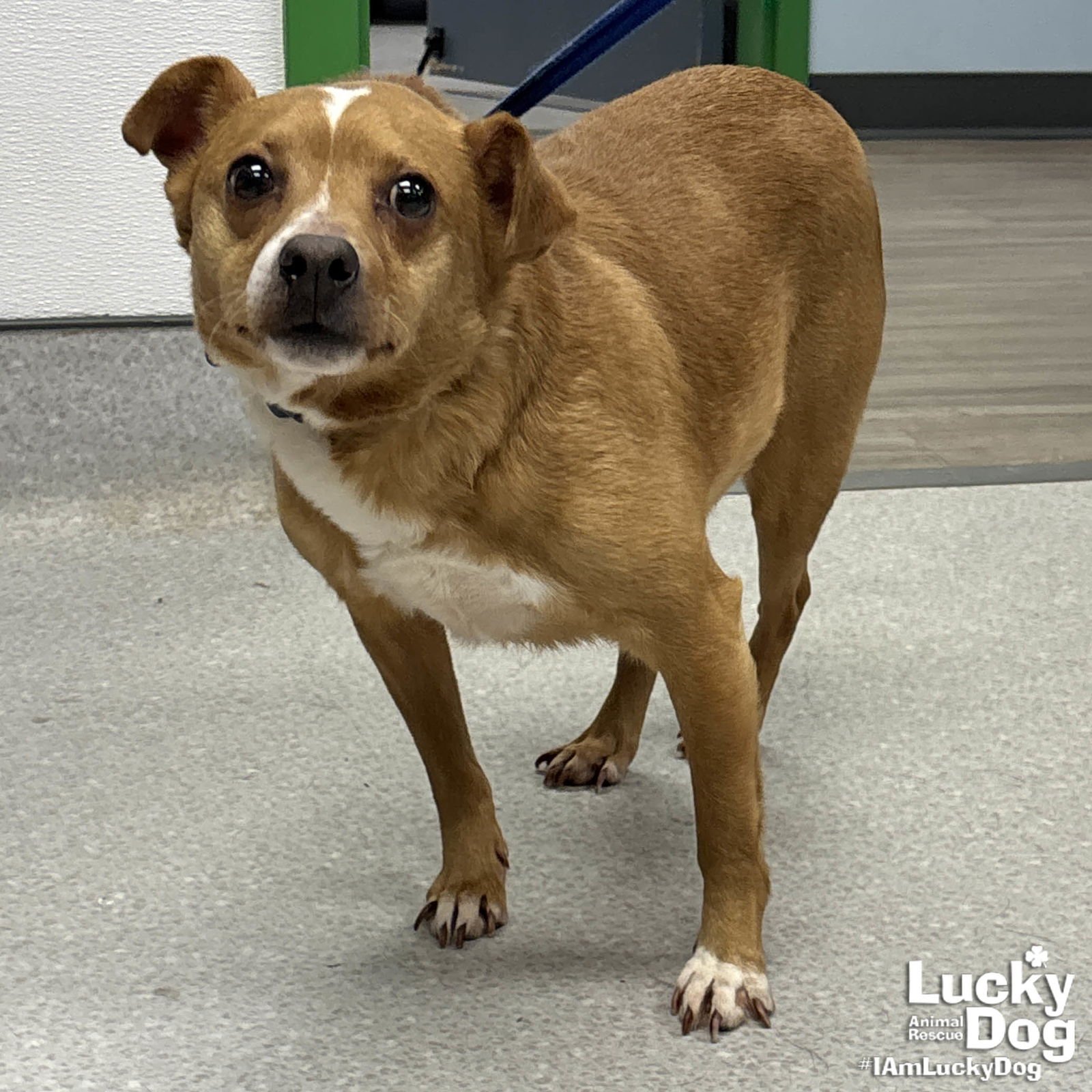 MARVIN - Chihuahua available for adoption