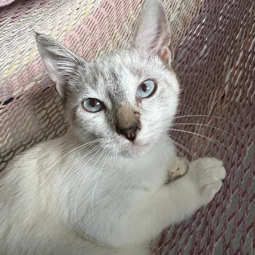 ALEX - Domestic Short Hair available for adoption