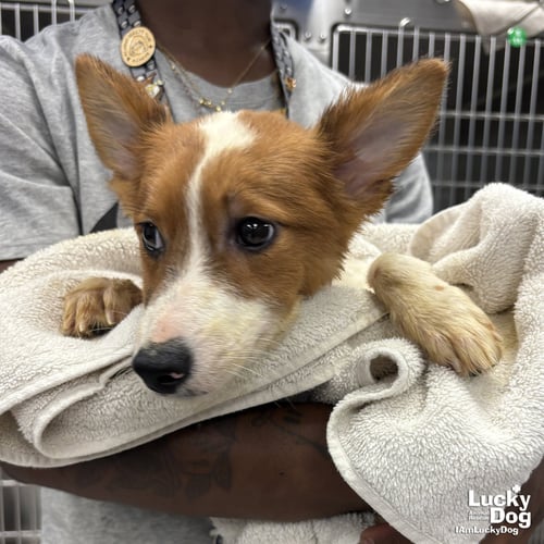 TIFFANY - Corgi available for adoption