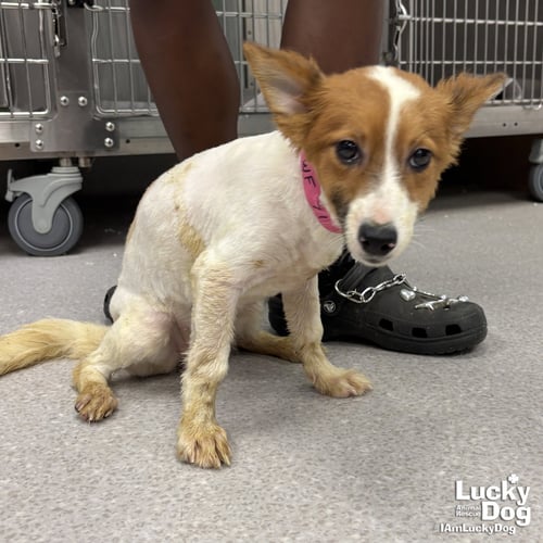 TIFFANY - Corgi available for adoption