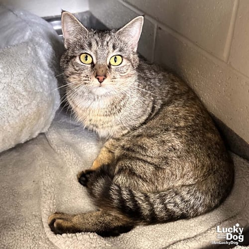 A STREET CAT NAMED DESIRE - Domestic Short Hair / Tabby available for adoption