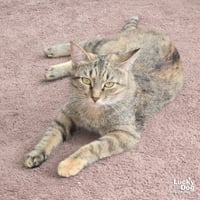 A Street Cat Named Desire - Photo 3