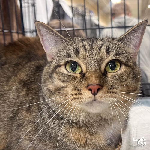 A STREET CAT NAMED DESIRE - Domestic Short Hair / Tabby available for adoption
