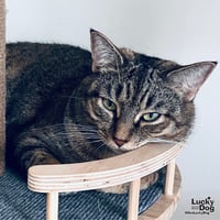 A Street Cat Named Desire - Photo 4