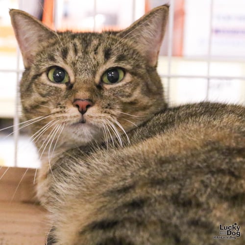 A STREET CAT NAMED DESIRE - Domestic Short Hair / Tabby available for adoption
