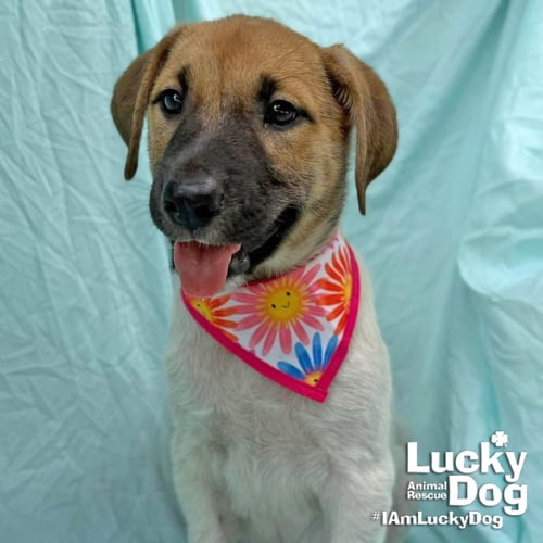 CELINA - Labrador Retriever available for adoption