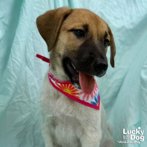 CELINA - Labrador Retriever available for adoption