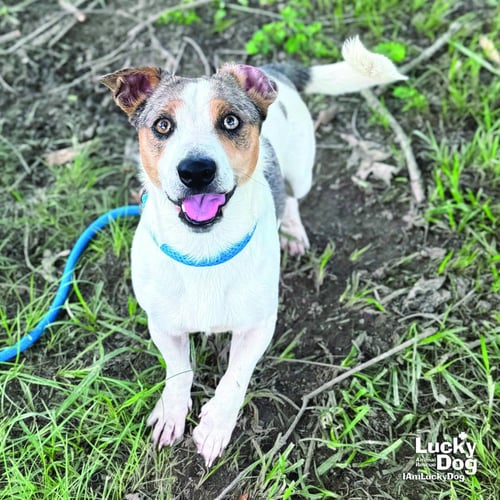 RHINESTONE COWBOY - Dachshund / Terrier available for adoption
