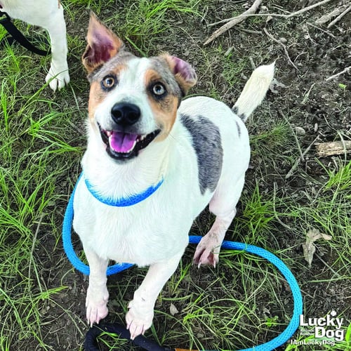 RHINESTONE COWBOY - Dachshund / Terrier available for adoption