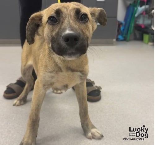 PEACHES - Shepherd / Labrador Retriever available for adoption