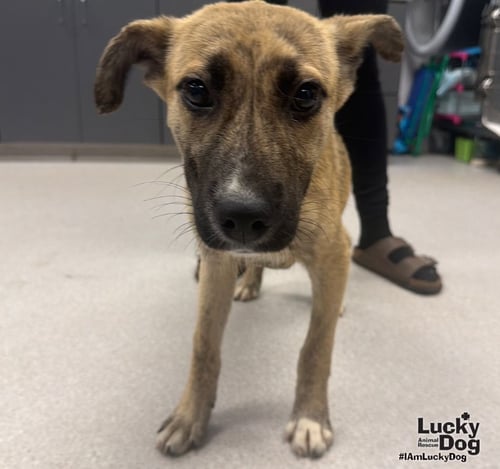 PEACHES - Shepherd / Labrador Retriever available for adoption
