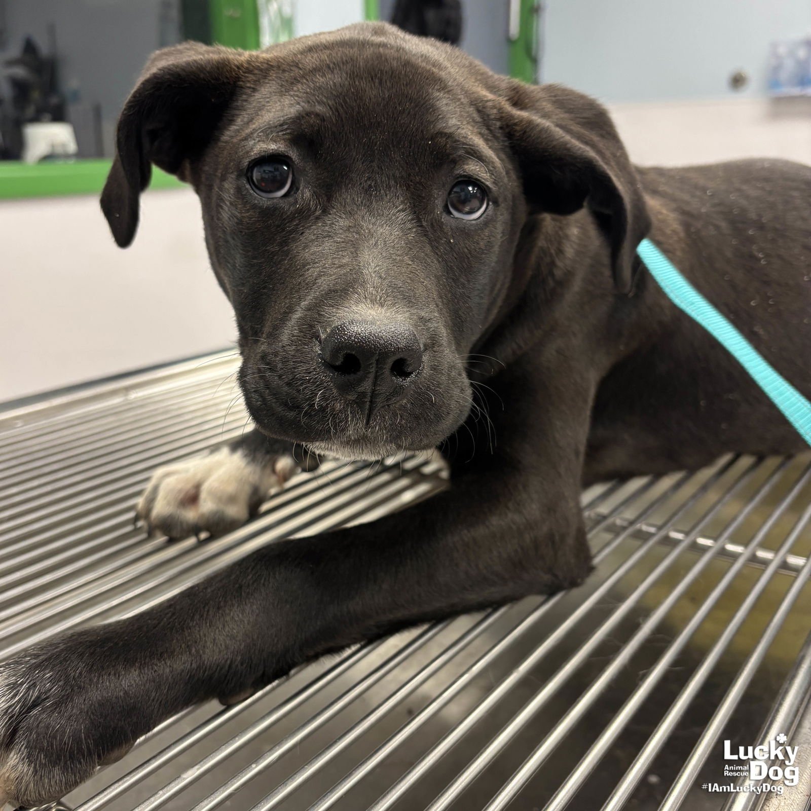 AXEL - Labrador Retriever / Retriever available for adoption