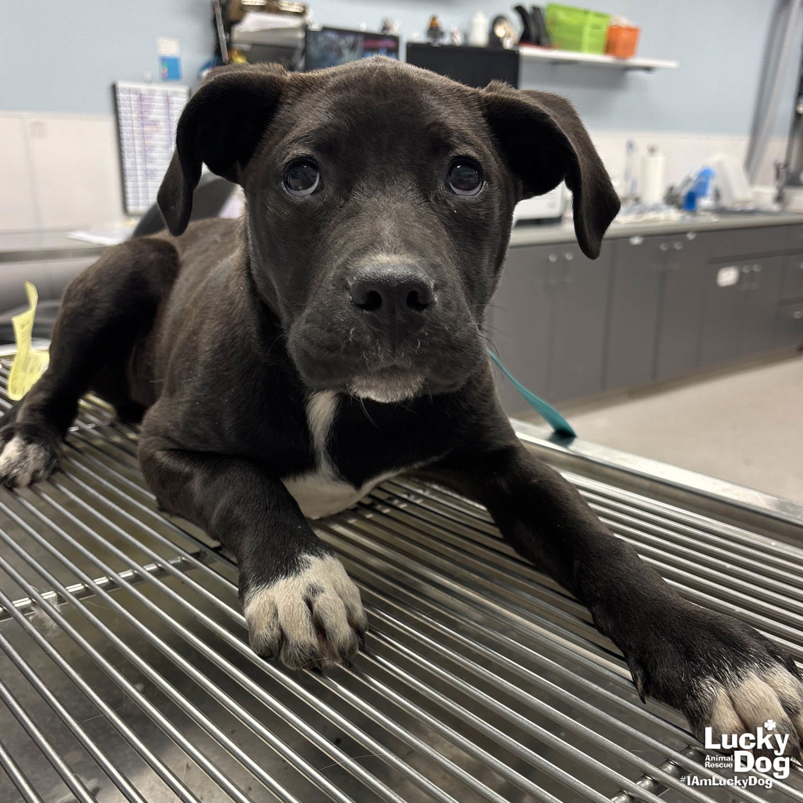 AXEL - Labrador Retriever / Retriever available for adoption