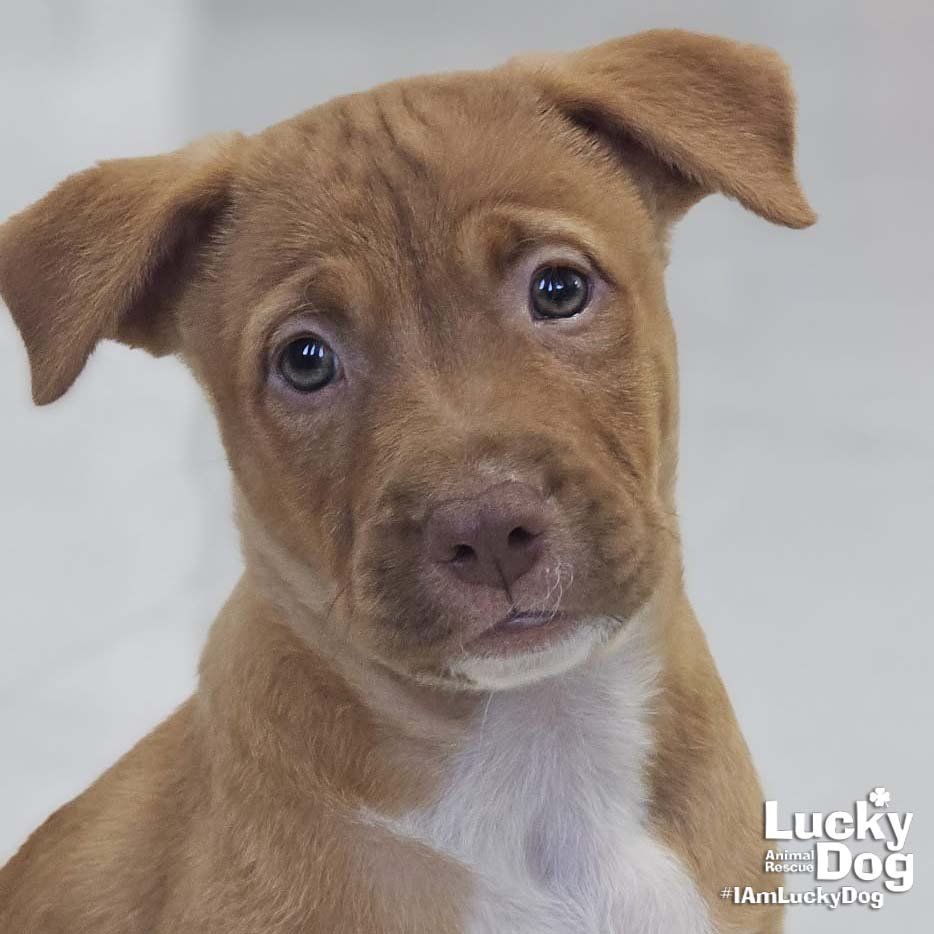 ELIAN - Labrador Retriever available for adoption