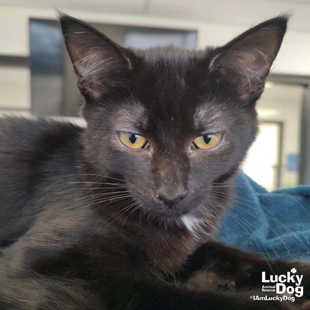 MS. TYPEWRITER - Domestic Short Hair available for adoption