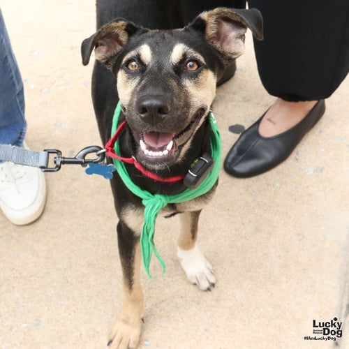 FAY - Shepherd / Retriever available for adoption