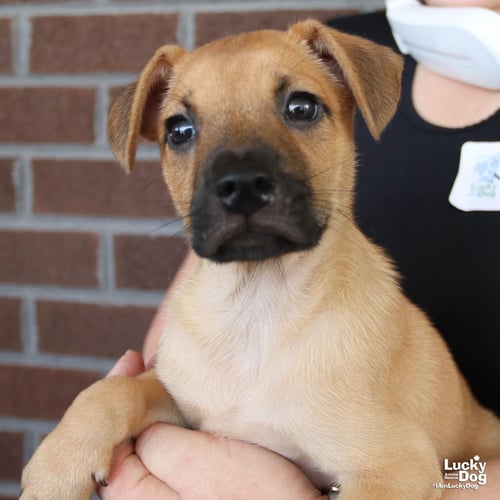 CABBAGE - Shepherd / Terrier available for adoption