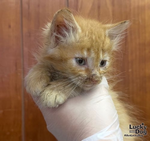 TANSY - Domestic Medium Hair available for adoption