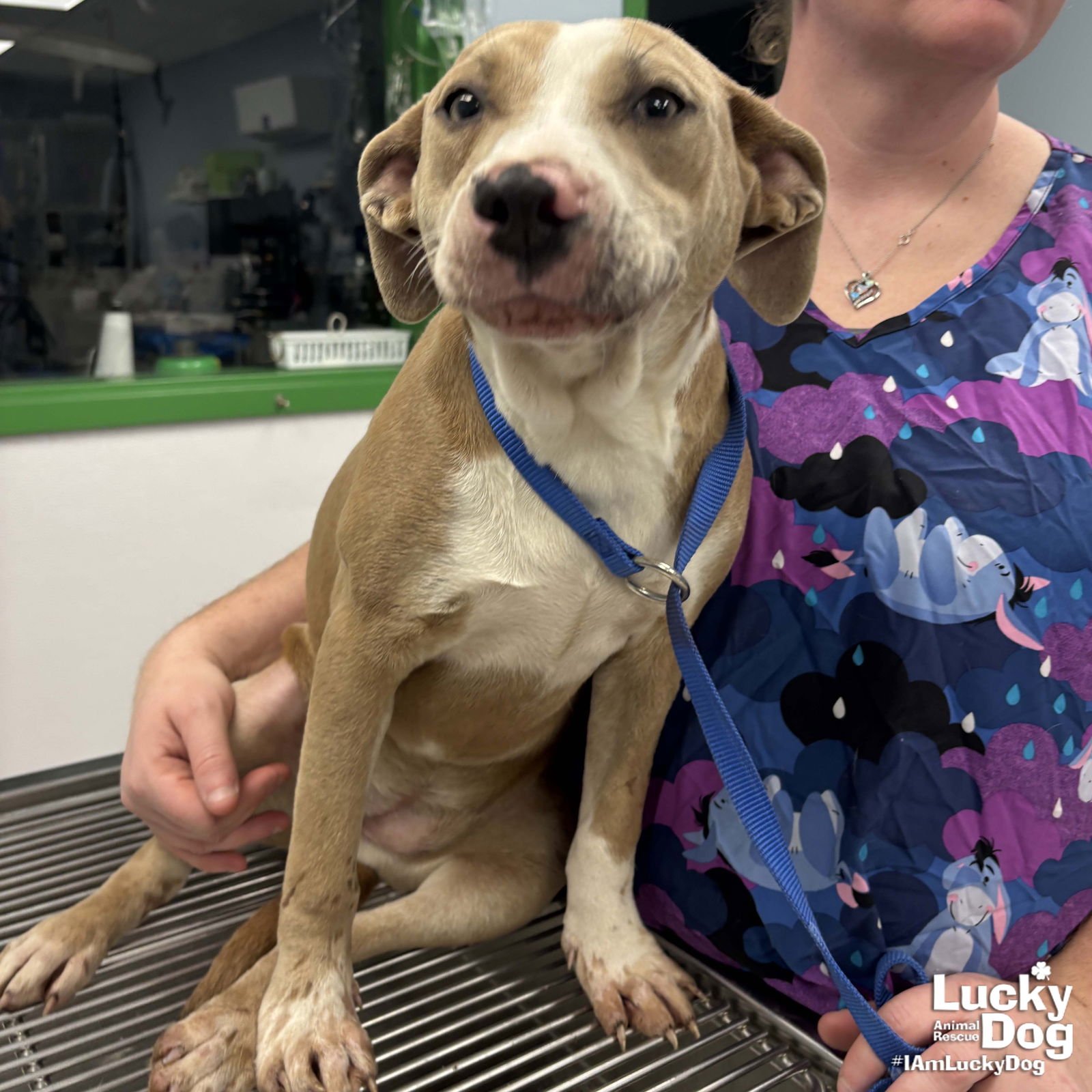 BISCUIT - Labrador Retriever / Retriever available for adoption