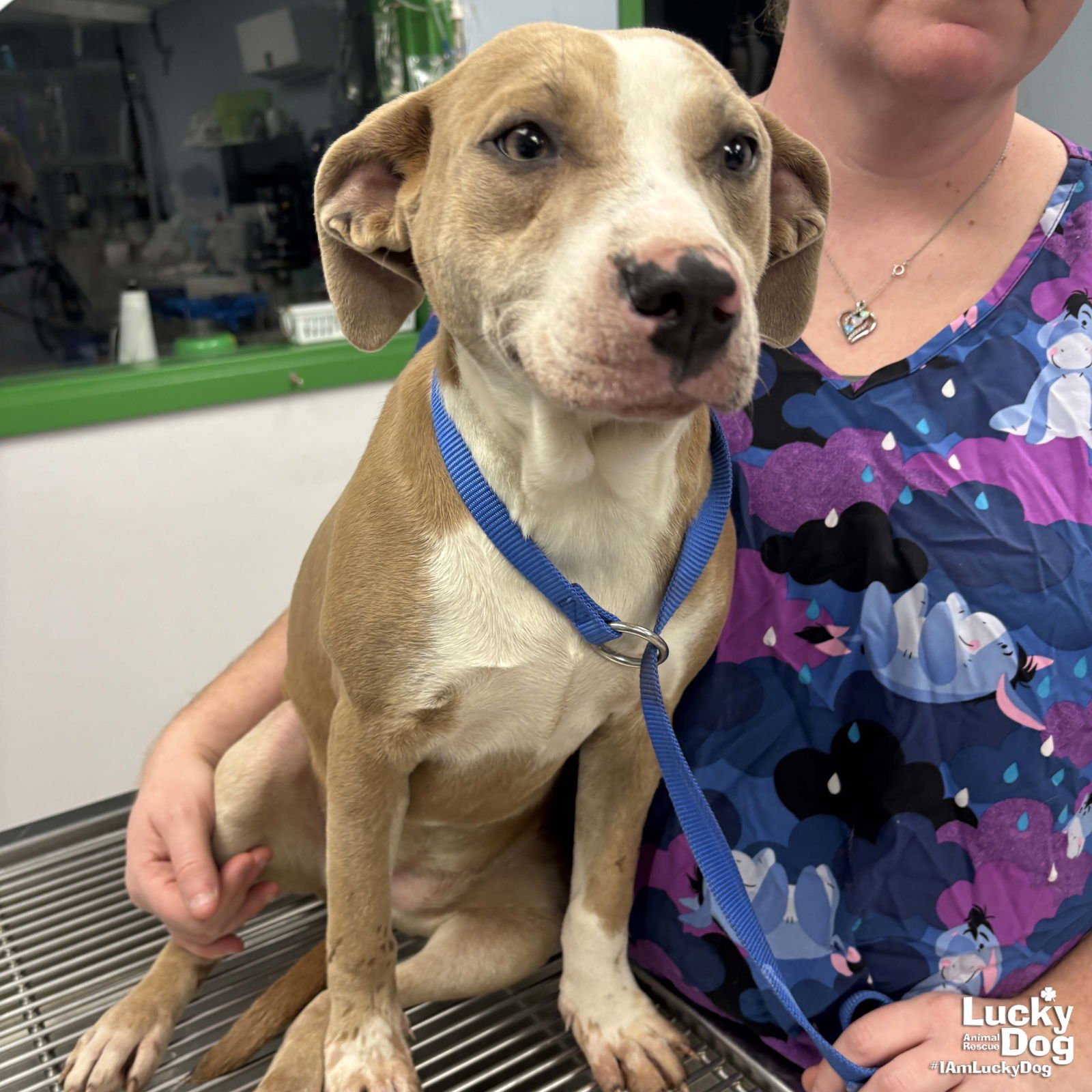 BISCUIT - Labrador Retriever / Retriever available for adoption