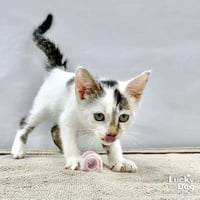 Obi Wan - Photo 1
