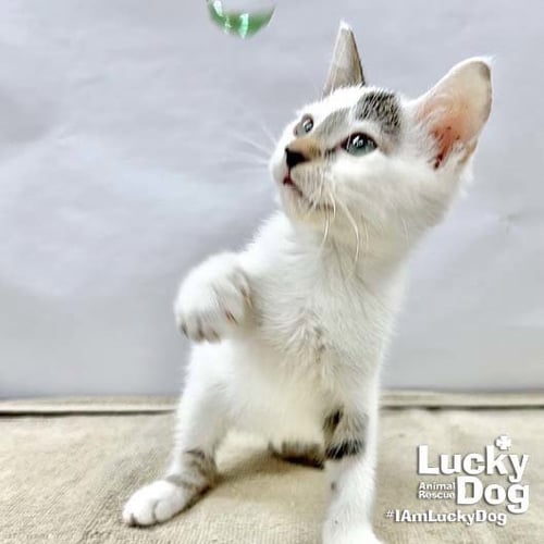 OBI WAN - Domestic Short Hair available for adoption