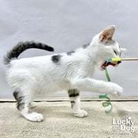 Obi Wan - Photo 4