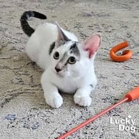Obi Wan - Photo 3