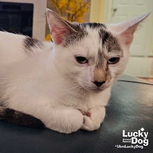 OBI WAN - Domestic Short Hair available for adoption
