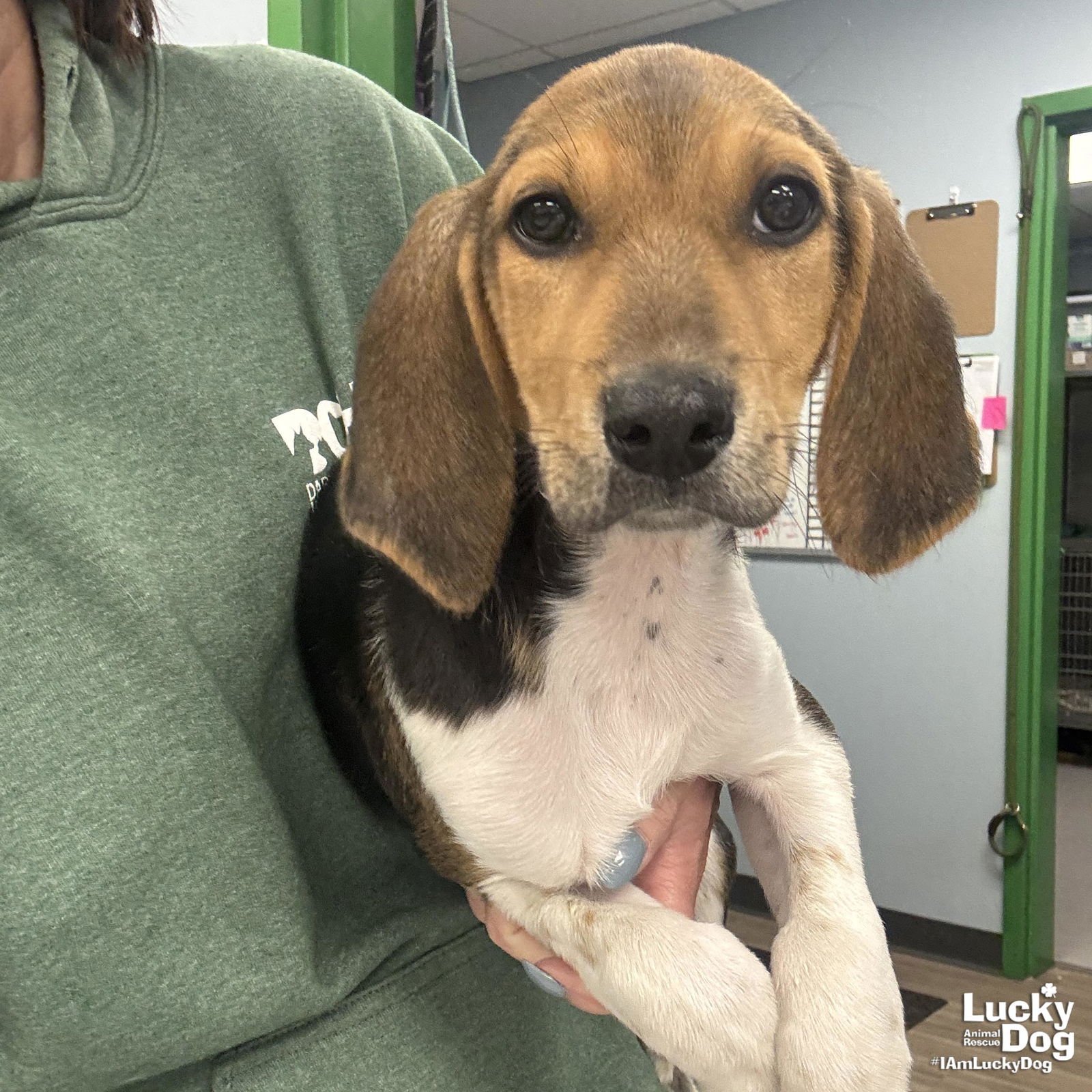 TIMOTHY - Hound available for adoption