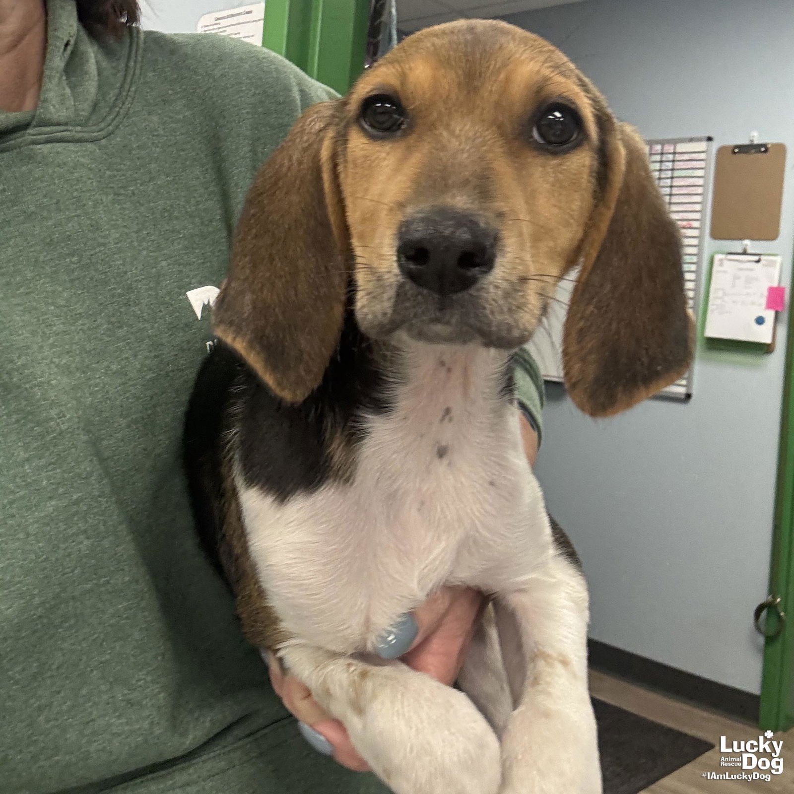 TIMOTHY - Hound available for adoption