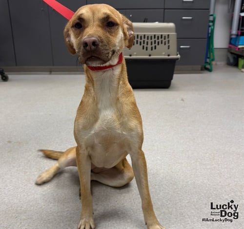 LU TWO - Black Mouth Cur / Labrador Retriever available for adoption