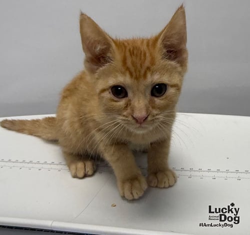 BLITZ - Domestic Short Hair available for adoption
